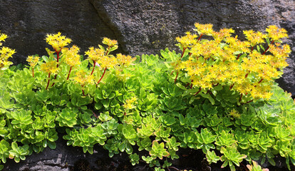 Sedum reflexum or Sedum rupestre, also known as reflexed stonecrop, Jenny's stonecrop, blue stonecrop, stone orpine, prick-madam and trip-madam