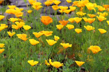 A poppy is a flowering plant in the subfamily Papaveroideae of the family Papaveraceae. Poppies are herbaceous plants, often grown for their colorful flowers.