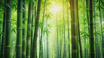 Green bamboo wallpaper in a nature background with a beautiful bamboo forest , bamboo, green, wallpaper, nature, background