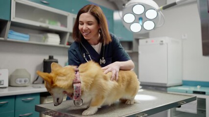 Confident girl brunette veterinarian with a stethoscope and in a blue uniform examining a yellow corgi dog on the table in a veterinary clinic in the office