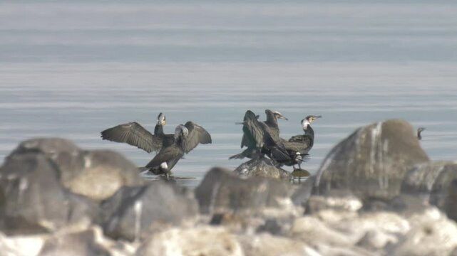 Greater Cormorants and Gulls fishing in the Sea of Galilee, Israel