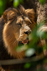 Observers Indian lion head portrait.