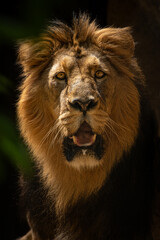 Observers Indian lion head portrait.