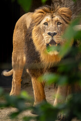Observers Indian lion head portrait.