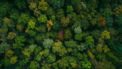 Obraz premium Aerial top view green forest and green trees