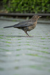 Female blackbird on cobblestone pavement.