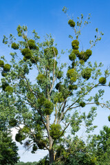 Misteln im Sommer, Europäische weißbeerige Mistel an einem Laubbaum