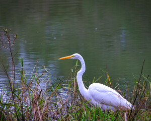 Eastern Great Egret near a river