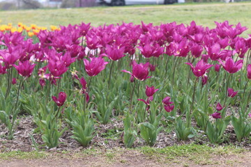 Spring in United States of America
