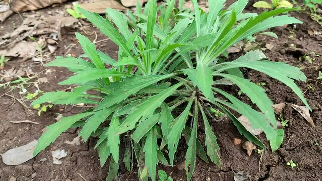 Fresh conyza plant
