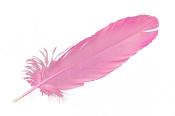 pink feather isolated on white or transparent png
