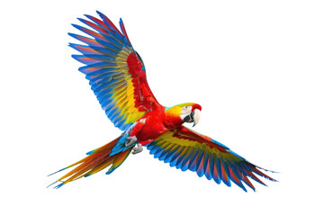 Fototapeta premium colorful flying parrot isolated on white or transparent png
