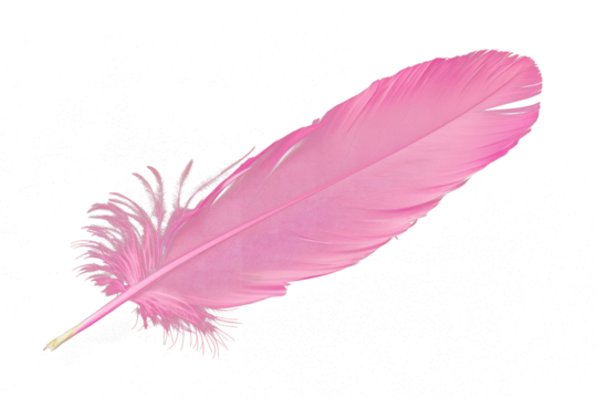 pink feather isolated on white or transparent png