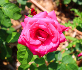A rose is a woody perennial flowering plant of the genus Rosa, in the family Rosaceae, or the flower it bears. There are over a hundred species and thousands of cultivars.