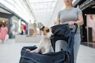 Caucasian woman walks through a shopping center with her Jack Russell Terrier dog in a stroller. 