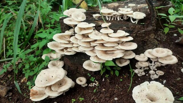 white mushroom plant in the wood