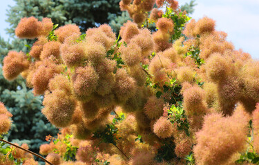 Cotinus coggygria,  Rhus cotinus, the European smoketree, Eurasian smoketree, smoke tree, smoke bush, or dyer's sumach is a species of flowering plant in the family Anacardiaceae,