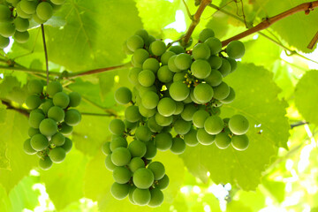 Bunch of ripening green grapes