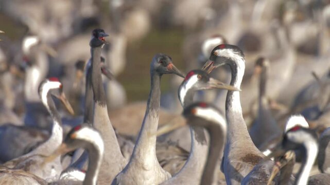 Common Crane head close ups on migration, Hula Vallee, Israel