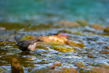 A young white throated dipper. Cinclus cinclus.juvenile bird on river stone near the waters. Soft green background. Afternoon time in Greece.
