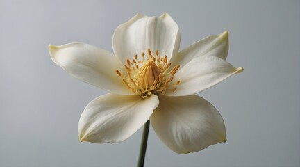 Close up of a white magnolia flower