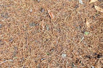 Soil with dry pine leaves. Summer. Background