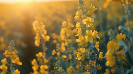 Obraz premium Close up view of maturing canola oil plants