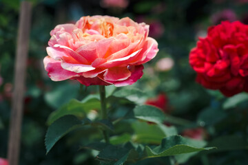 A pink flower with a green stem is in a field of red flowers. The pink flower is the main focus of the image, and it stands out against the red background. Concept of beauty and tranquility