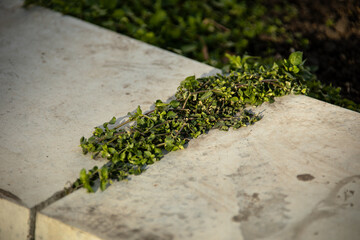 Image shows creeper plant growing through concrete, highlighting nature vs urbanization contrast