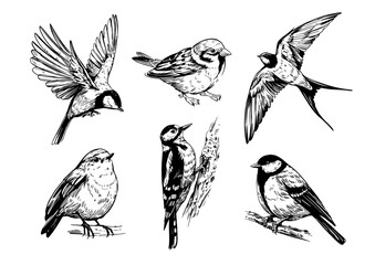 Set birds, great tit, woodpecker, robin, swallow, realistic sketch, hand drawn vector