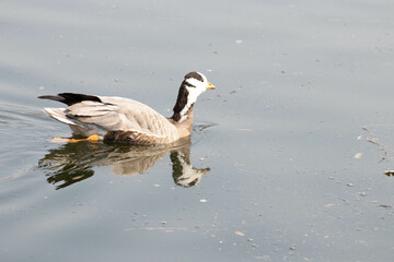 Close up beautiful Bar-headed goose