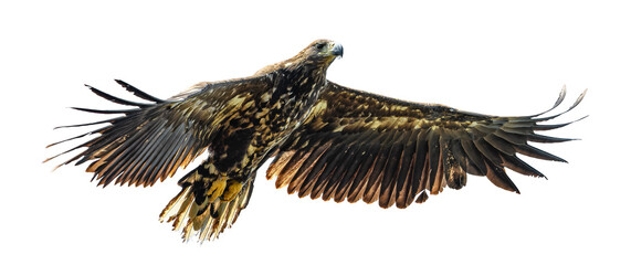 juvenile white-tailed eagle (Haliaeetus albicilla) in flight