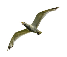 Caspian gull (Larus cachinnans) in flight