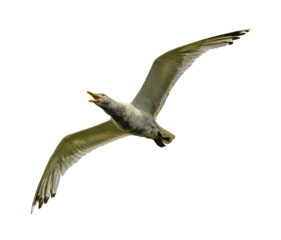 Caspian gull (Larus cachinnans) in flight