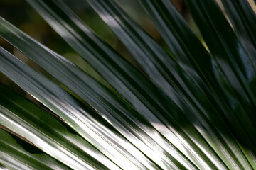 Summer Concept, Close up abstract form of Green leaves for background