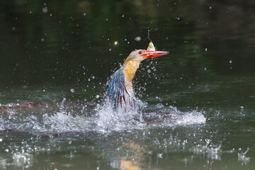 Stork-billed Kingfisher fish in mouth caught prey