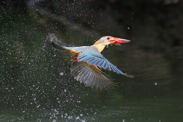 Stork-billed Kingfisher fish in mouth caught prey