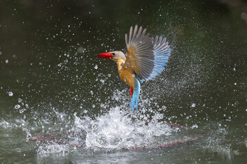 Stork-billed Kingfisher fish in mouth caught prey