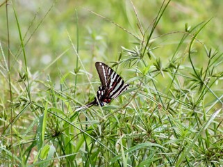 butterfly on grass