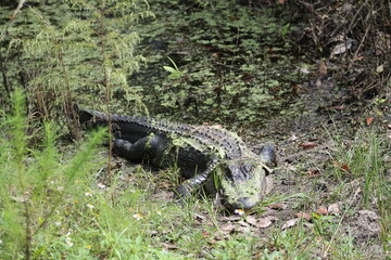 alligator in the swamp