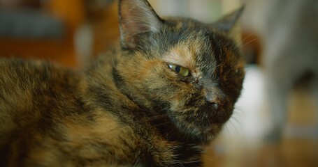 closeup portrait of serious domestic cat with yellow green eyes