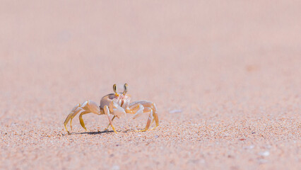 Ghost Crab on the Beach
