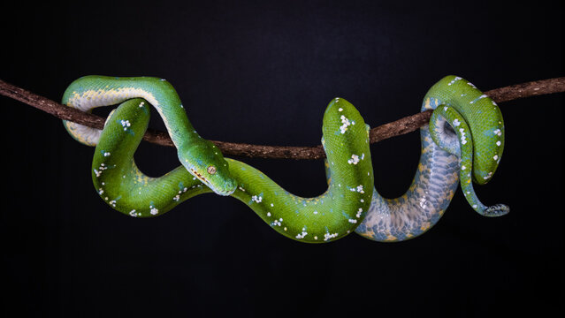 Green Tree Python