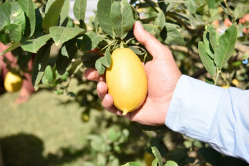 picking p the ripe yellow lemon from the tree by hand