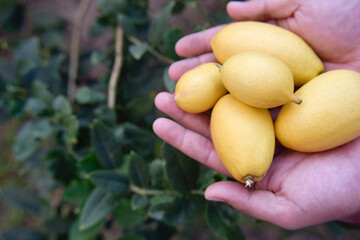 selective focus at fresh yellow lemons in hands of the farmer
