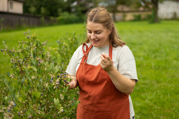 Happy 30s woman in apron picking blueberries on a family organic farm. Seasonal berries, small business. Fresh and ripe organic blueberries grow in a garden. High quality photo