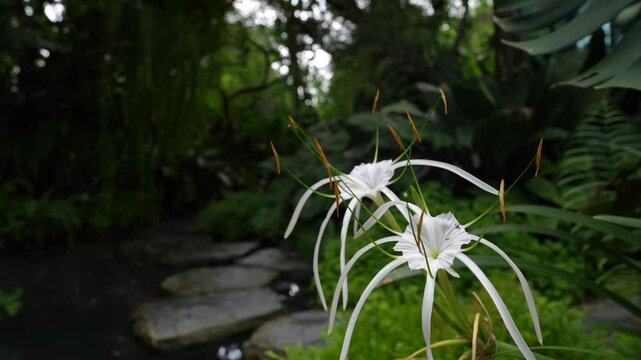 Spider lily Crinum lily on windy day