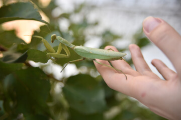 praying mantis walks from hand to greeen leaf