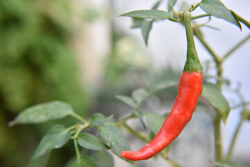 Red chili pepper on the plant, selecteed focus