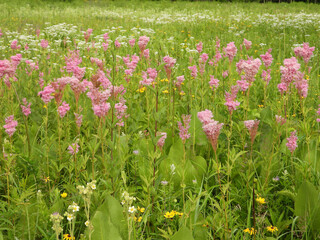 Filipendula rubra - Queen of the Prairie - Native North American Wildflower - Pink Blooming Flower